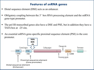 Features of snRNA genes
TATA
BOX
-25
 Distal sequence element (DSE) acts as an enhancer.
 Obligatory coupling between the 3’ box RNA processing element and the snRNA
gene-type promoter.
 The pol III-transcribed genes also have a DSE and PSE, but in addition they have a
TATA box at -25 site.
 An essential snRNA gene-specific proximal sequence element (PSE) is the core
promoter.
 