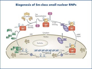 Biogenesis of Sm-class small nuclear RNPs
 