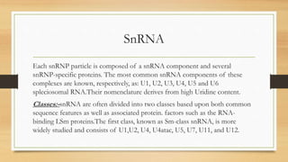 SnRNA
Each snRNP particle is composed of a snRNA component and several
snRNP-specific proteins. The most common snRNA components of these
complexes are known, respectively, as: U1, U2, U3, U4, U5 and U6
spleciosomal RNA.Their nomenclature derives from high Uridine content.
Classes:-snRNA are often divided into two classes based upon both common
sequence features as well as associated protein. factors such as the RNA-
binding LSm proteins.The first class, known as Sm-class snRNA, is more
widely studied and consists of U1,U2, U4, U4atac, U5, U7, U11, and U12.
 