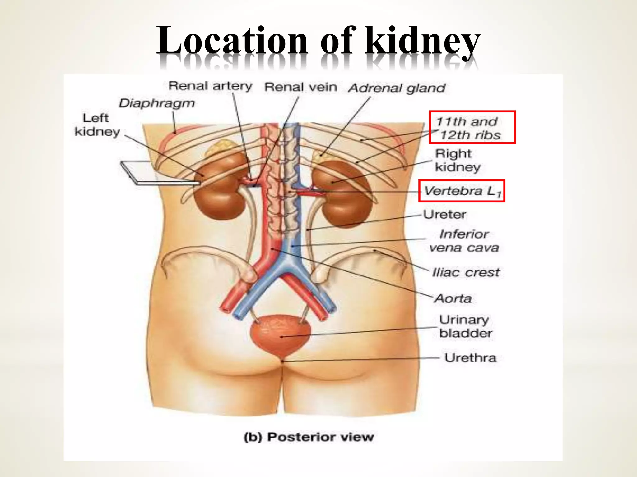 Location of kidney
 