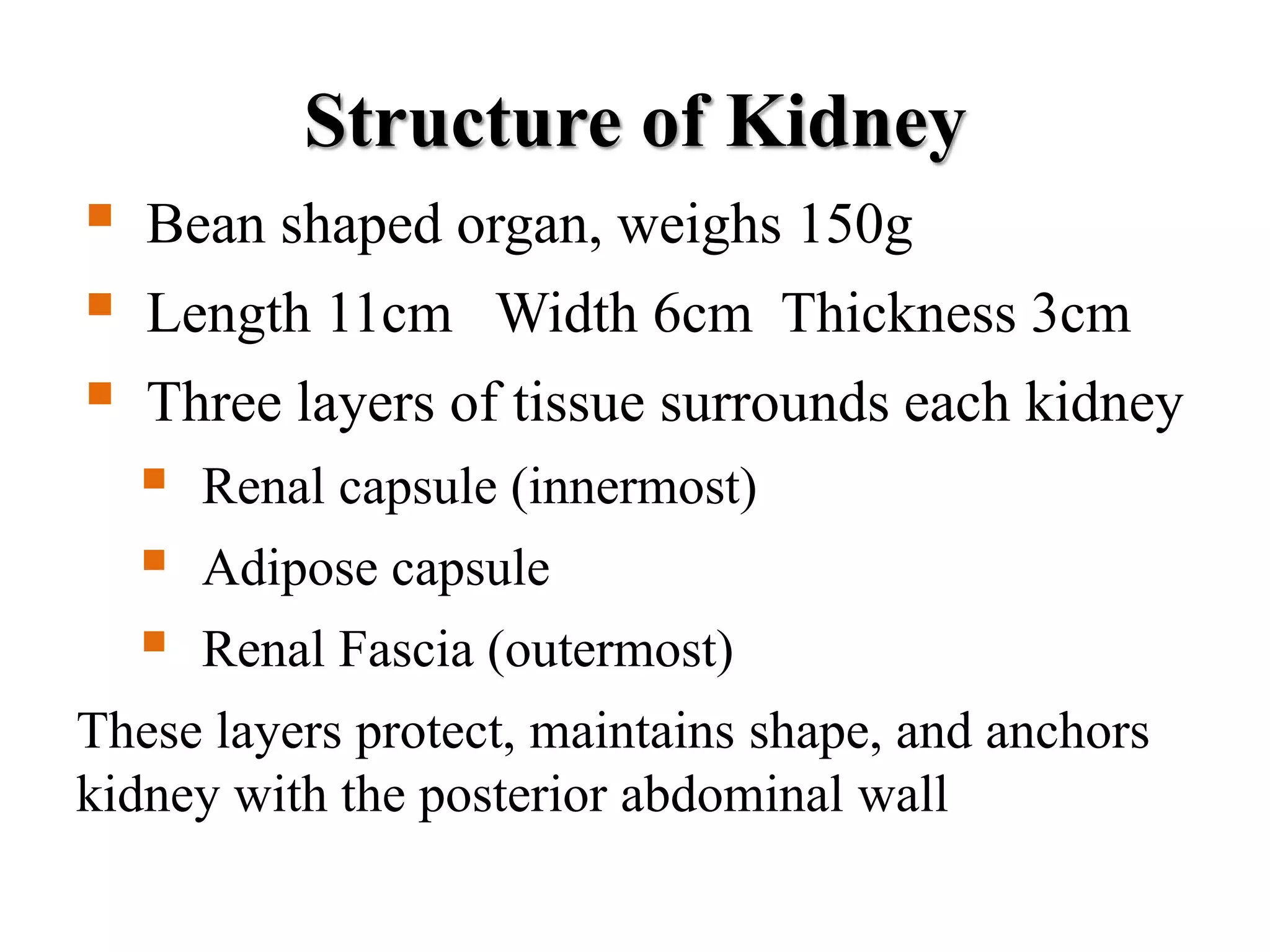 Structure of Kidney
 Bean shaped organ, weighs 150g
 Length 11cm Width 6cm Thickness 3cm
 Three layers of tissue surrounds each kidney
 Renal capsule (innermost)
 Adipose capsule
 Renal Fascia (outermost)
These layers protect, maintains shape, and anchors
kidney with the posterior abdominal wall
 