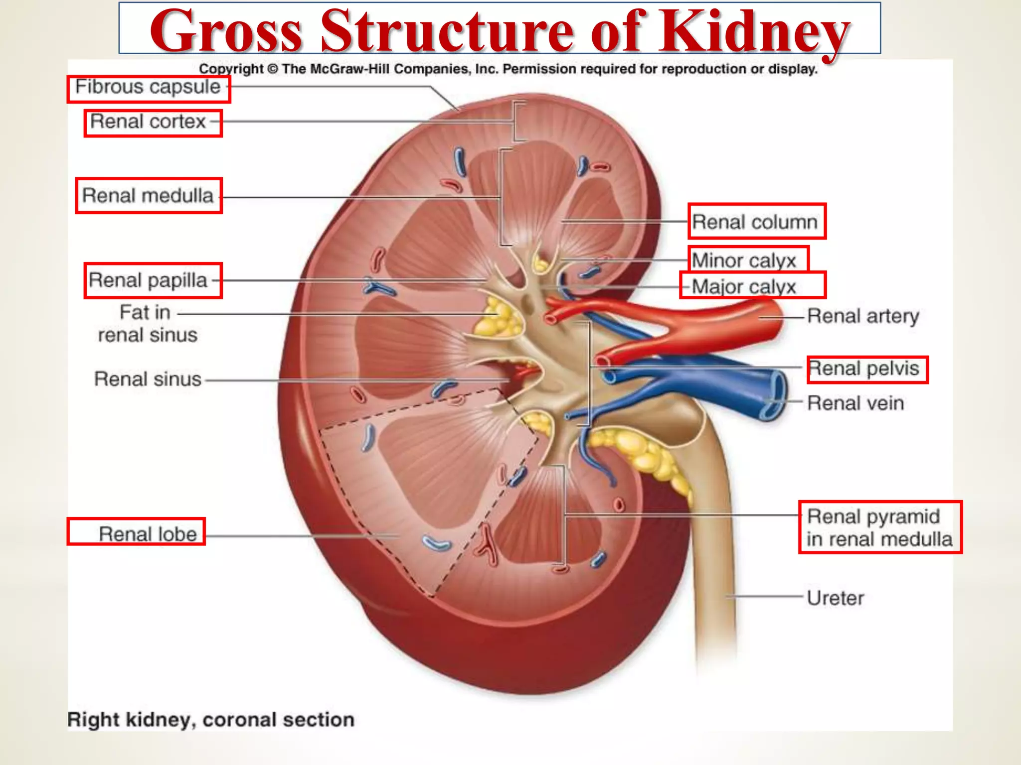 Gross Structure of Kidney
 