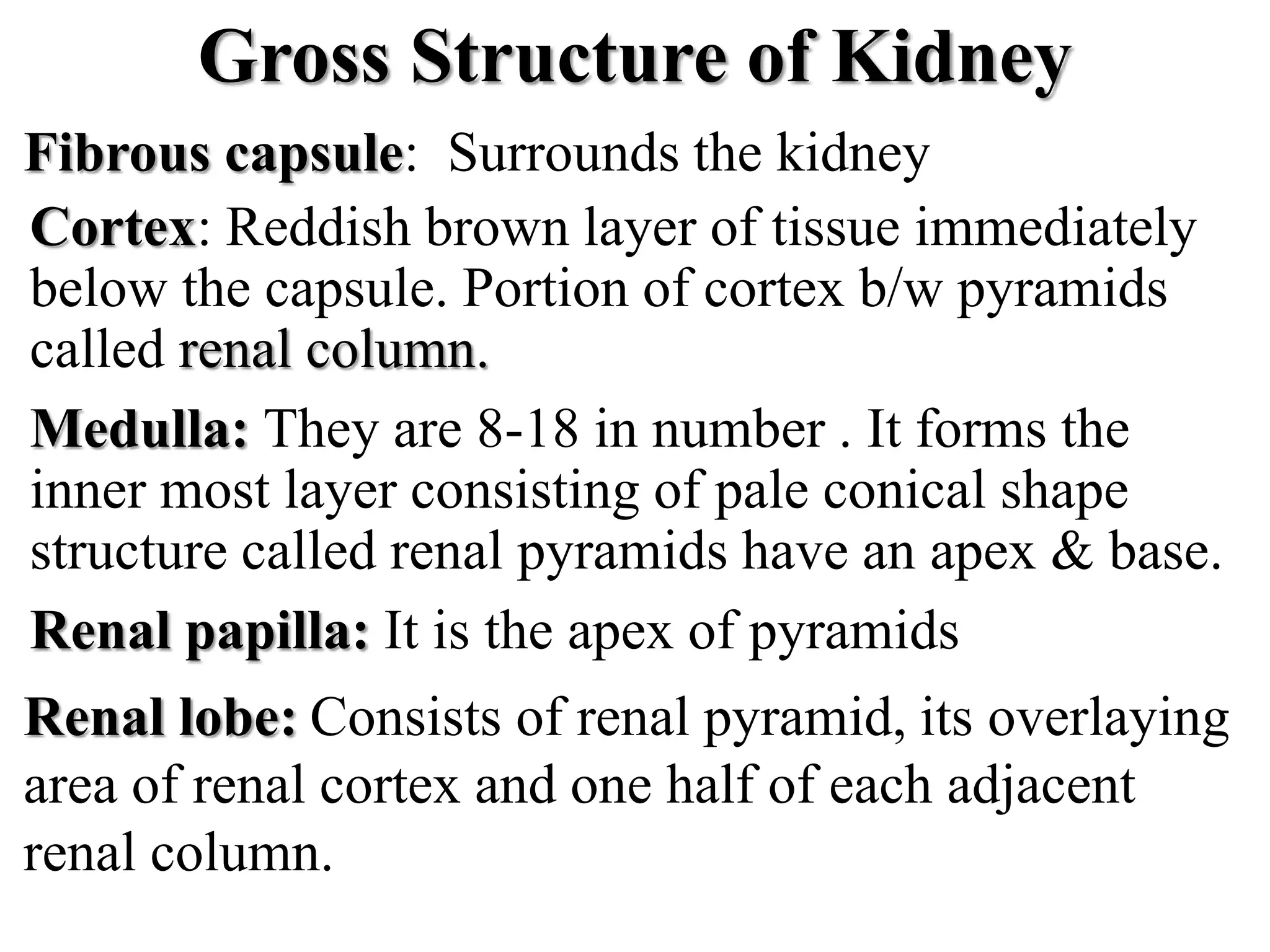 Gross Structure of Kidney
Fibrous capsule: Surrounds the kidney
Cortex: Reddish brown layer of tissue immediately
below the capsule. Portion of cortex b/w pyramids
called renal column.
Medulla: They are 8-18 in number . It forms the
inner most layer consisting of pale conical shape
structure called renal pyramids have an apex & base.
Renal papilla: It is the apex of pyramids
Renal lobe: Consists of renal pyramid, its overlaying
area of renal cortex and one half of each adjacent
renal column.
 