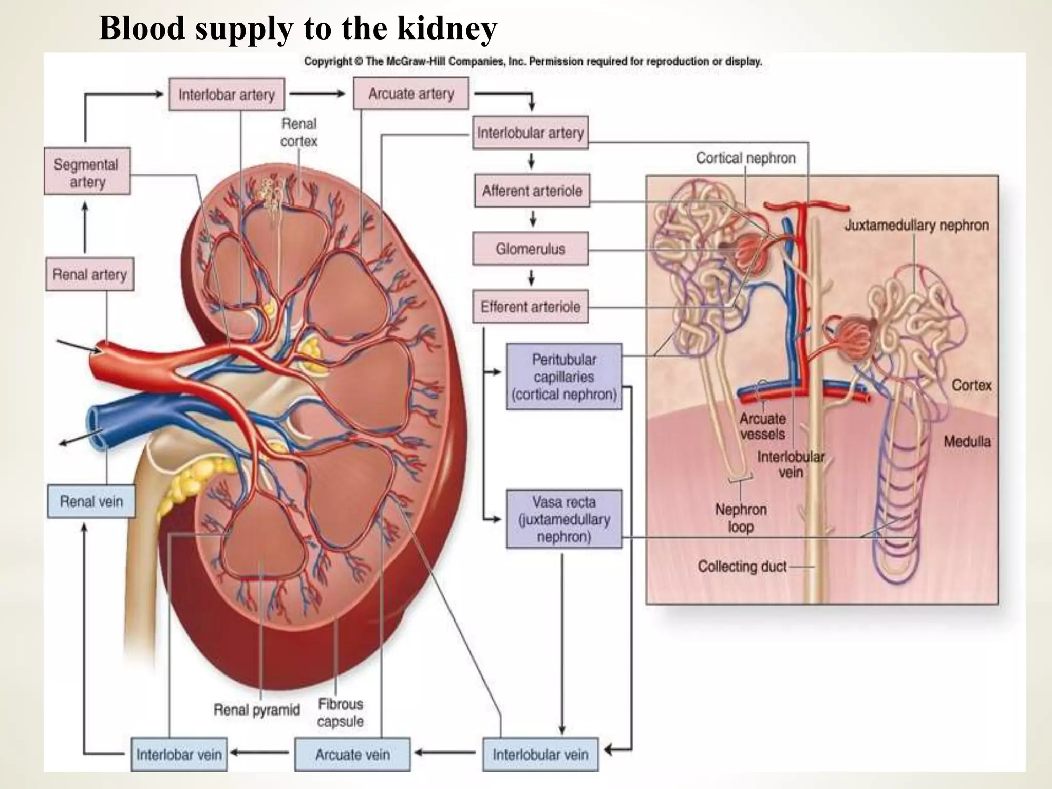 Blood supply to the kidney
 