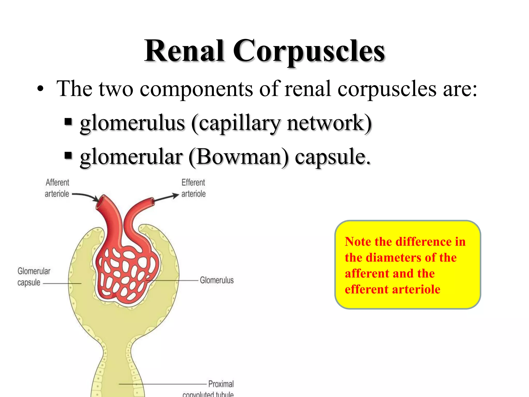 Renal Corpuscles
• The two components of renal corpuscles are:
 glomerulus (capillary network)
 glomerular (Bowman) capsule.
Note the difference in
the diameters of the
afferent and the
efferent arteriole
 