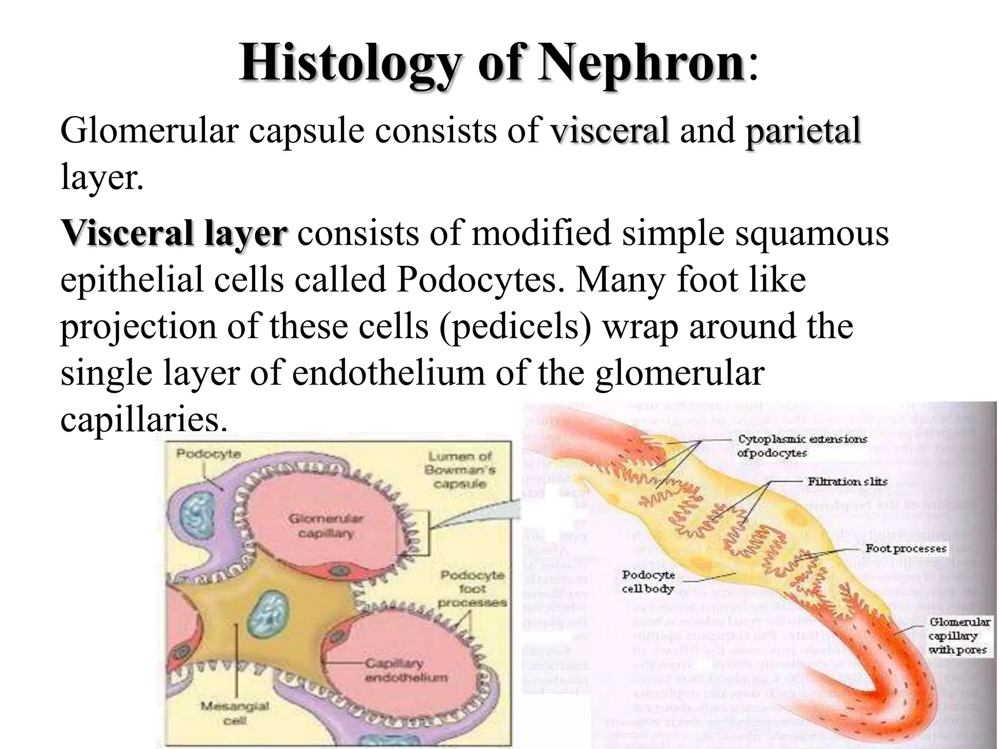 Histology of Nephron:
Glomerular capsule consists of visceral and parietal
layer.
Visceral layer consists of modified simple squamous
epithelial cells called Podocytes. Many foot like
projection of these cells (pedicels) wrap around the
single layer of endothelium of the glomerular
capillaries.
 