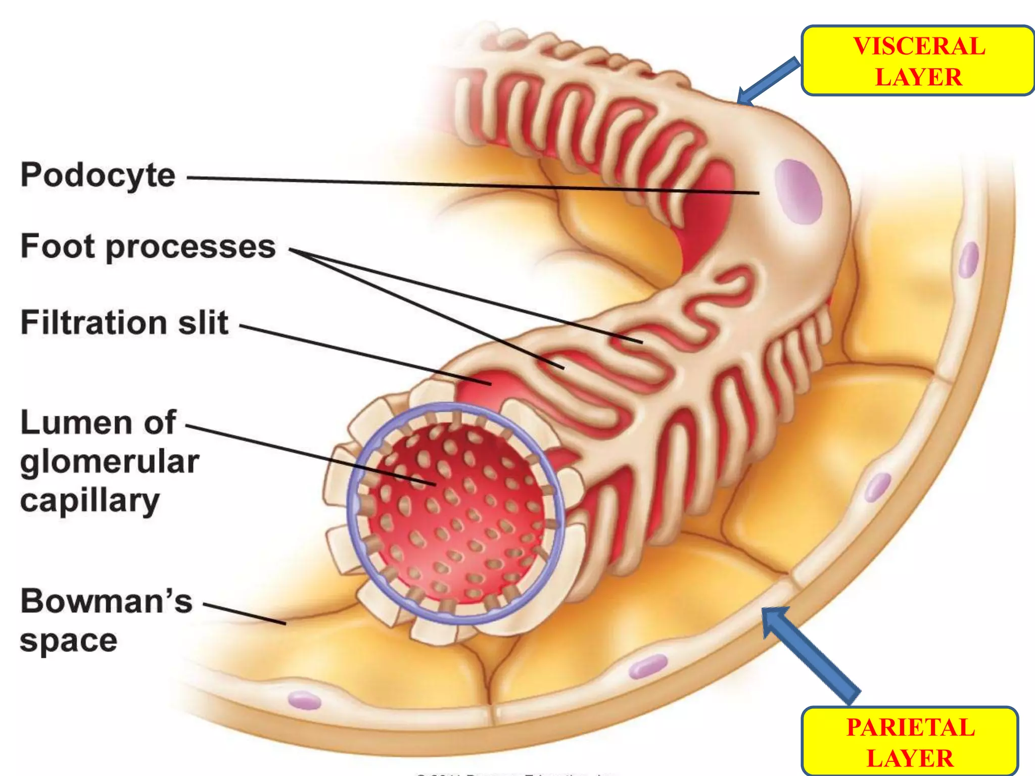 VISCERAL
LAYER
PARIETAL
LAYER
 