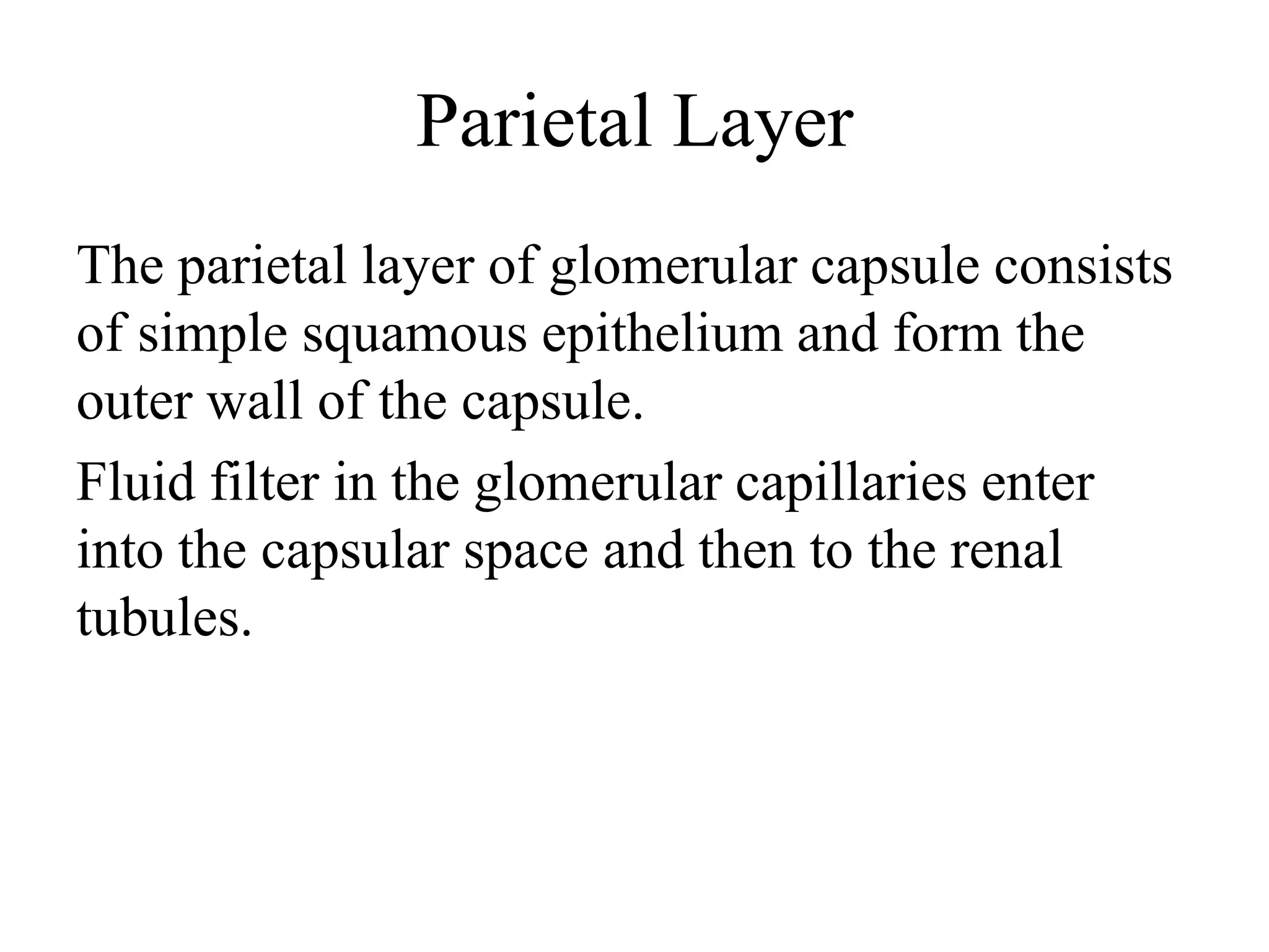 Parietal Layer
The parietal layer of glomerular capsule consists
of simple squamous epithelium and form the
outer wall of the capsule.
Fluid filter in the glomerular capillaries enter
into the capsular space and then to the renal
tubules.
 