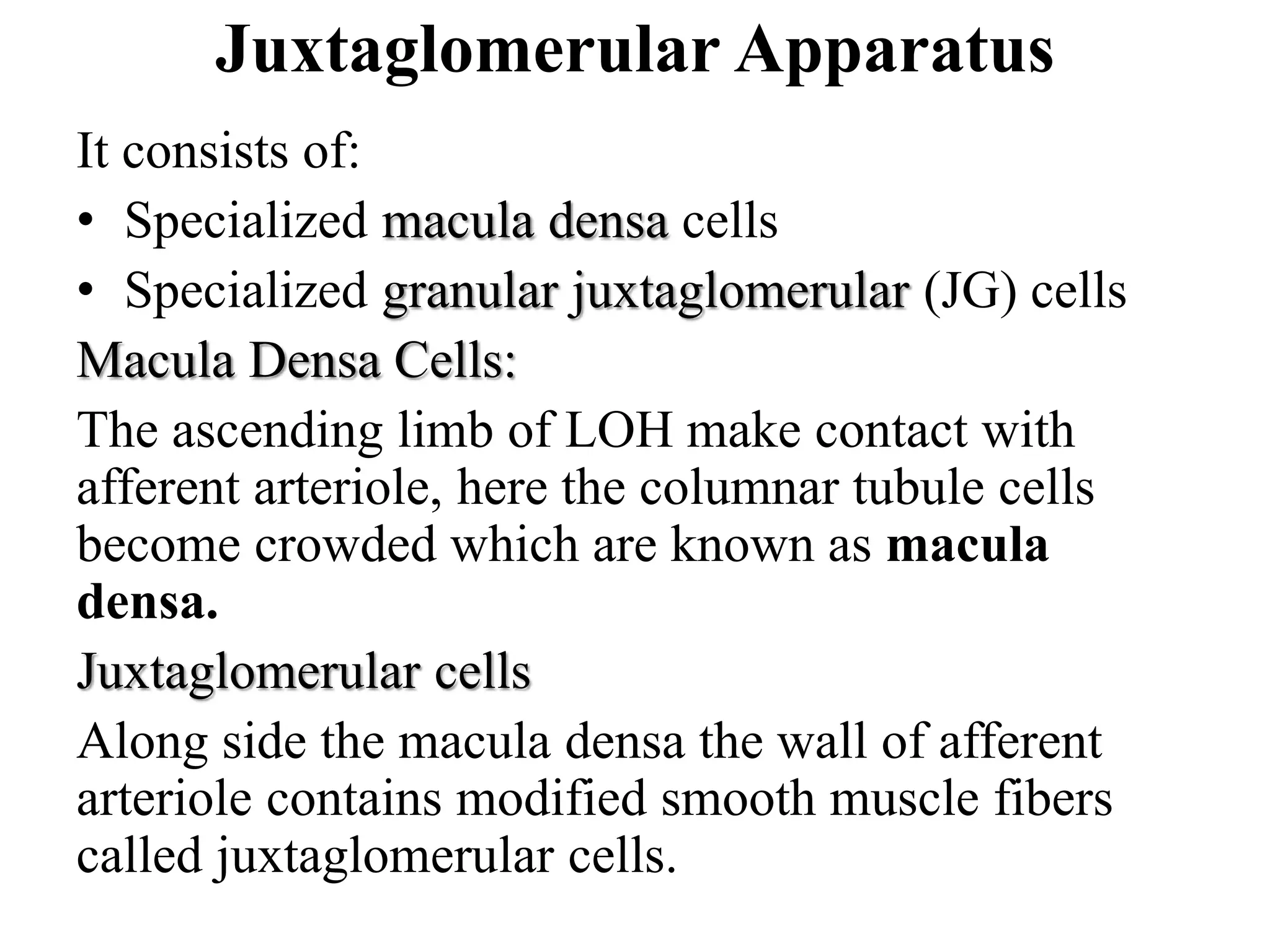 Juxtaglomerular Apparatus
It consists of:
• Specialized macula densa cells
• Specialized granular juxtaglomerular (JG) cells
Macula Densa Cells:
The ascending limb of LOH make contact with
afferent arteriole, here the columnar tubule cells
become crowded which are known as macula
densa.
Juxtaglomerular cells
Along side the macula densa the wall of afferent
arteriole contains modified smooth muscle fibers
called juxtaglomerular cells.
 