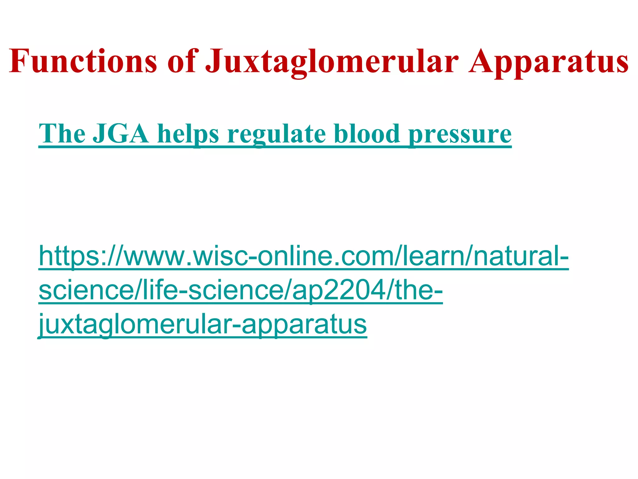 Functions of Juxtaglomerular Apparatus
The JGA helps regulate blood pressure
https://www.wisc-online.com/learn/natural-
science/life-science/ap2204/the-
juxtaglomerular-apparatus
 