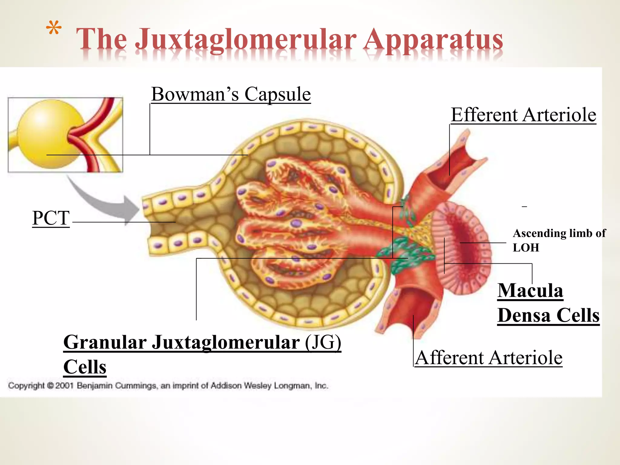 * The Juxtaglomerular Apparatus
Afferent Arteriole
Efferent Arteriole
Ascending limb of
LOH
Macula
Densa Cells
Granular Juxtaglomerular (JG)
Cells
PCT
Bowman’s Capsule
 