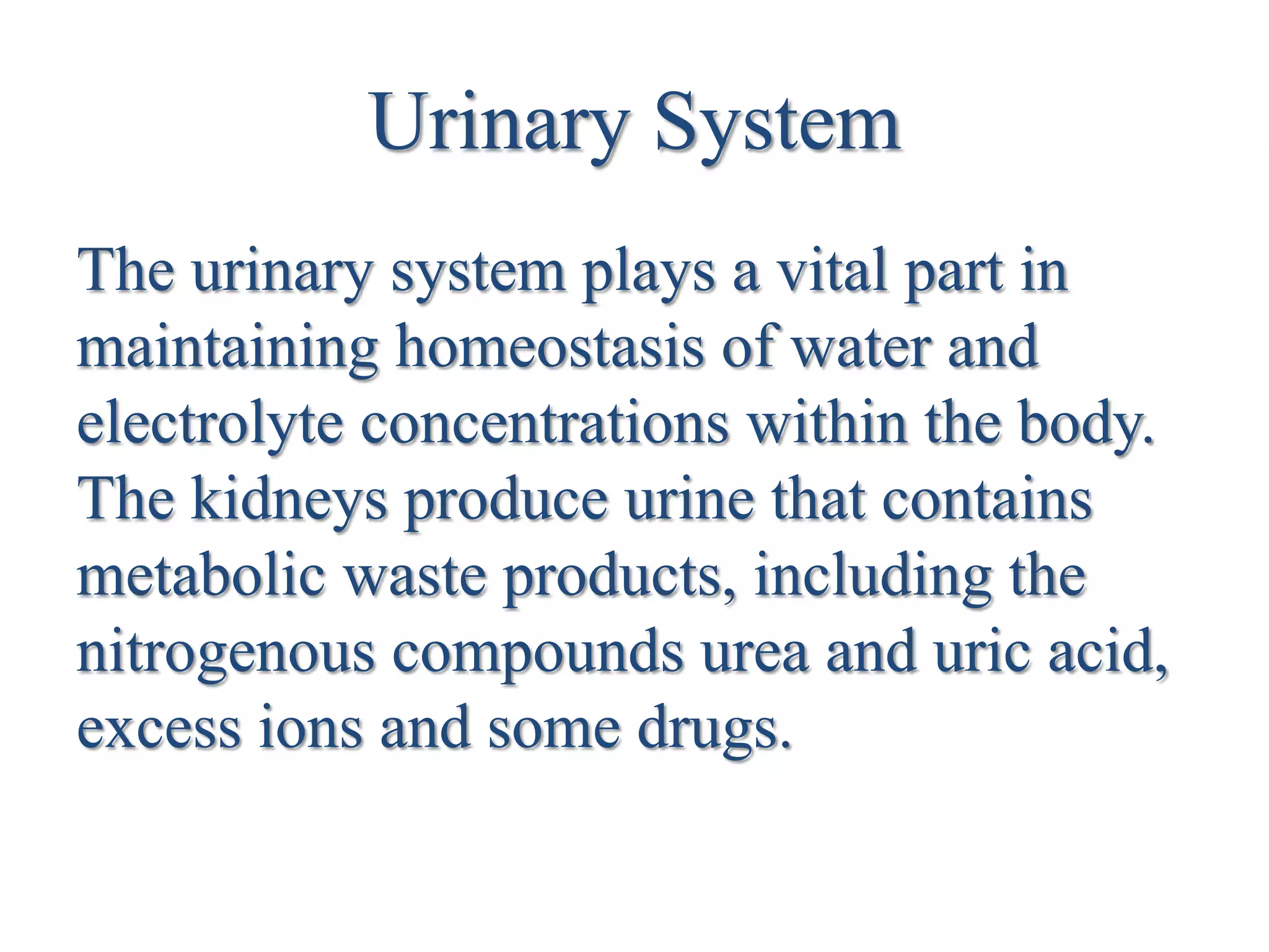 Urinary System
The urinary system plays a vital part in
maintaining homeostasis of water and
electrolyte concentrations within the body.
The kidneys produce urine that contains
metabolic waste products, including the
nitrogenous compounds urea and uric acid,
excess ions and some drugs.
 
