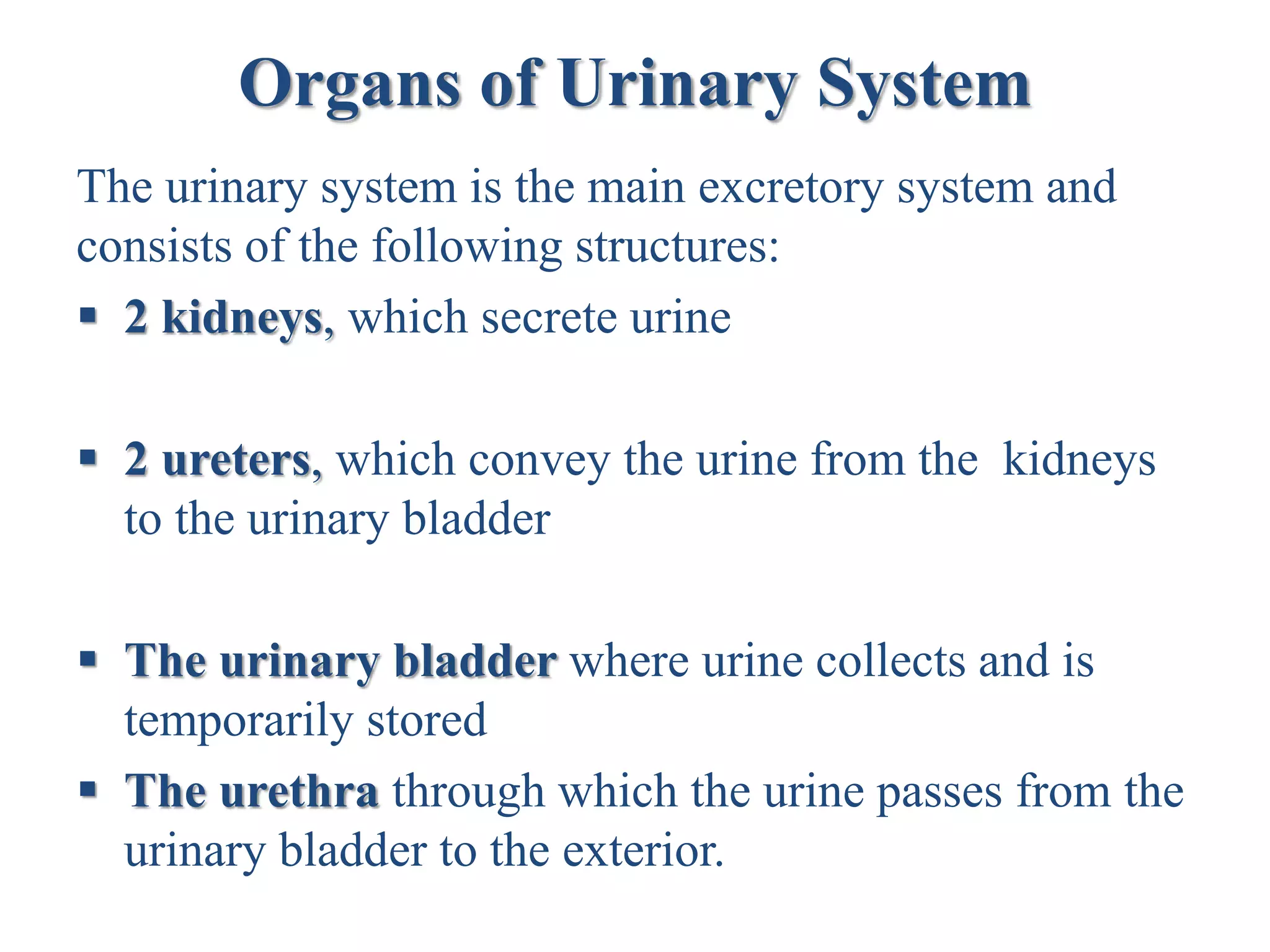 Organs of Urinary System
The urinary system is the main excretory system and
consists of the following structures:
 2 kidneys, which secrete urine
 2 ureters, which convey the urine from the kidneys
to the urinary bladder
 The urinary bladder where urine collects and is
temporarily stored
 The urethra through which the urine passes from the
urinary bladder to the exterior.
 
