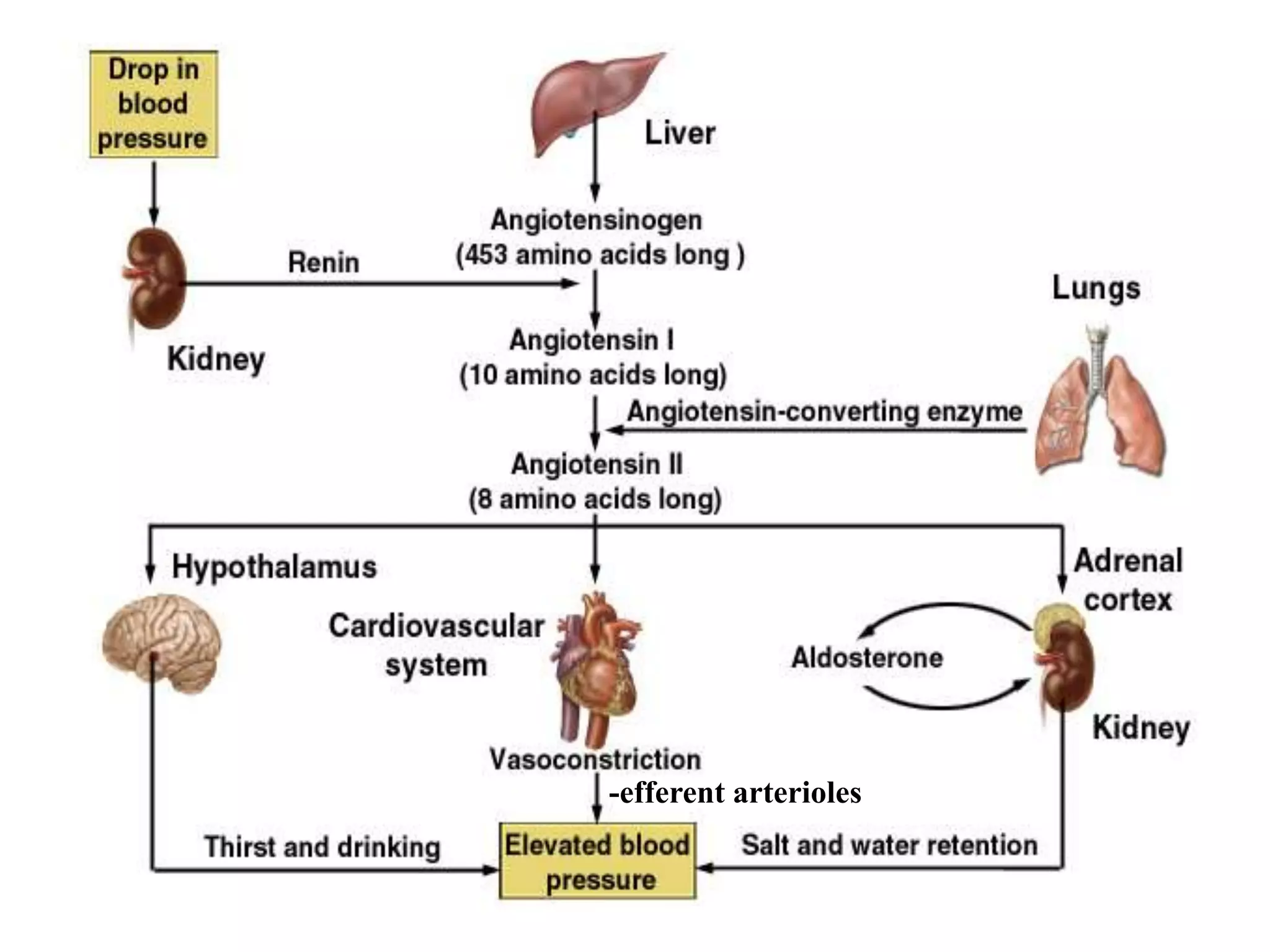 -efferent arterioles
 