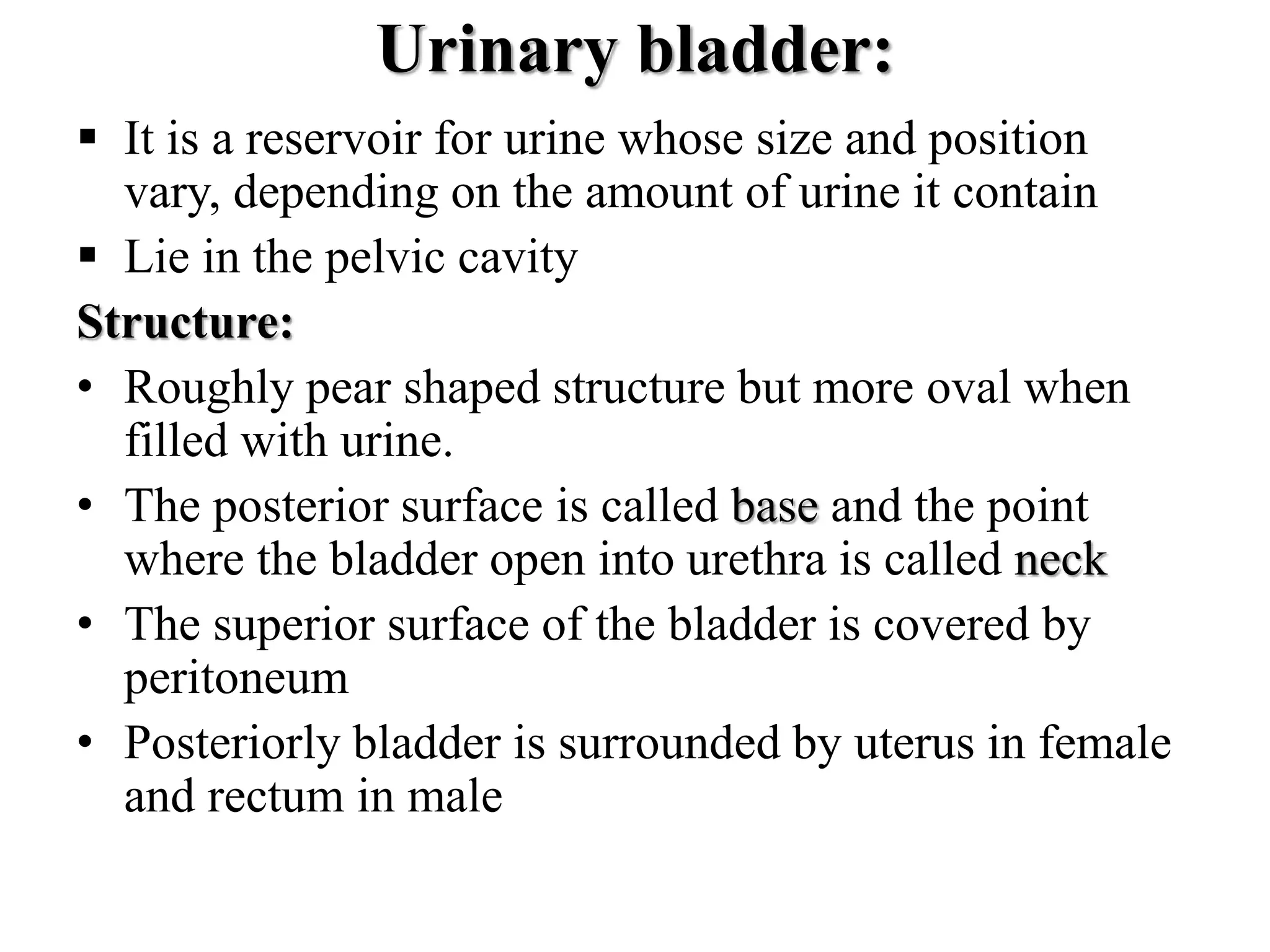 Urinary bladder:
 It is a reservoir for urine whose size and position
vary, depending on the amount of urine it contain
 Lie in the pelvic cavity
Structure:
• Roughly pear shaped structure but more oval when
filled with urine.
• The posterior surface is called base and the point
where the bladder open into urethra is called neck
• The superior surface of the bladder is covered by
peritoneum
• Posteriorly bladder is surrounded by uterus in female
and rectum in male
 