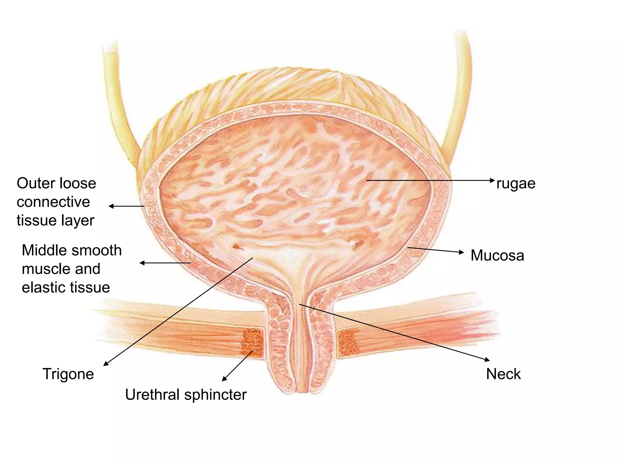 Outer loose
connective
tissue layer
MucosaMiddle smooth
muscle and
elastic tissue
rugae
Trigone Neck
Urethral sphincter
 