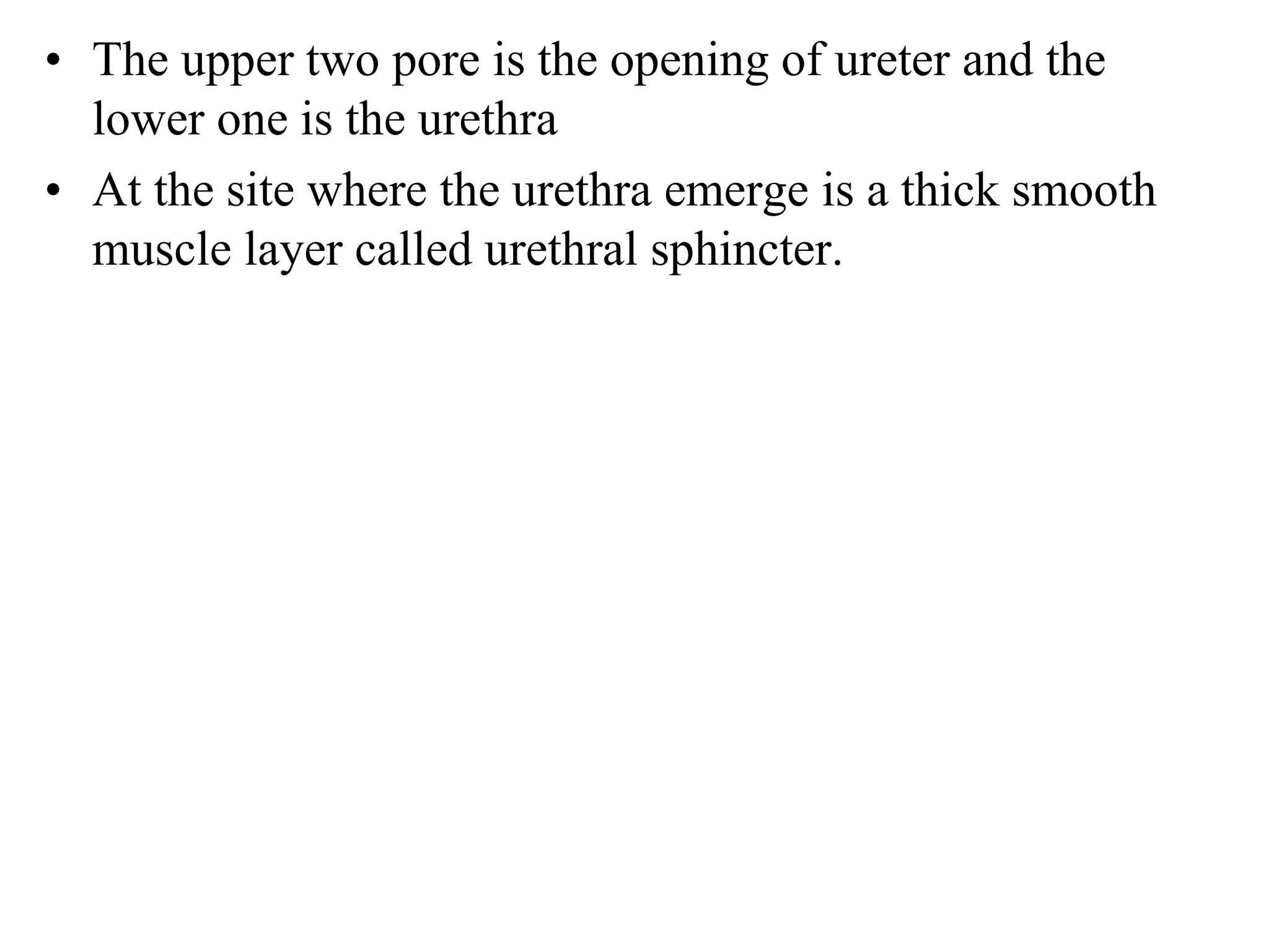 • The upper two pore is the opening of ureter and the
lower one is the urethra
• At the site where the urethra emerge is a thick smooth
muscle layer called urethral sphincter.
 