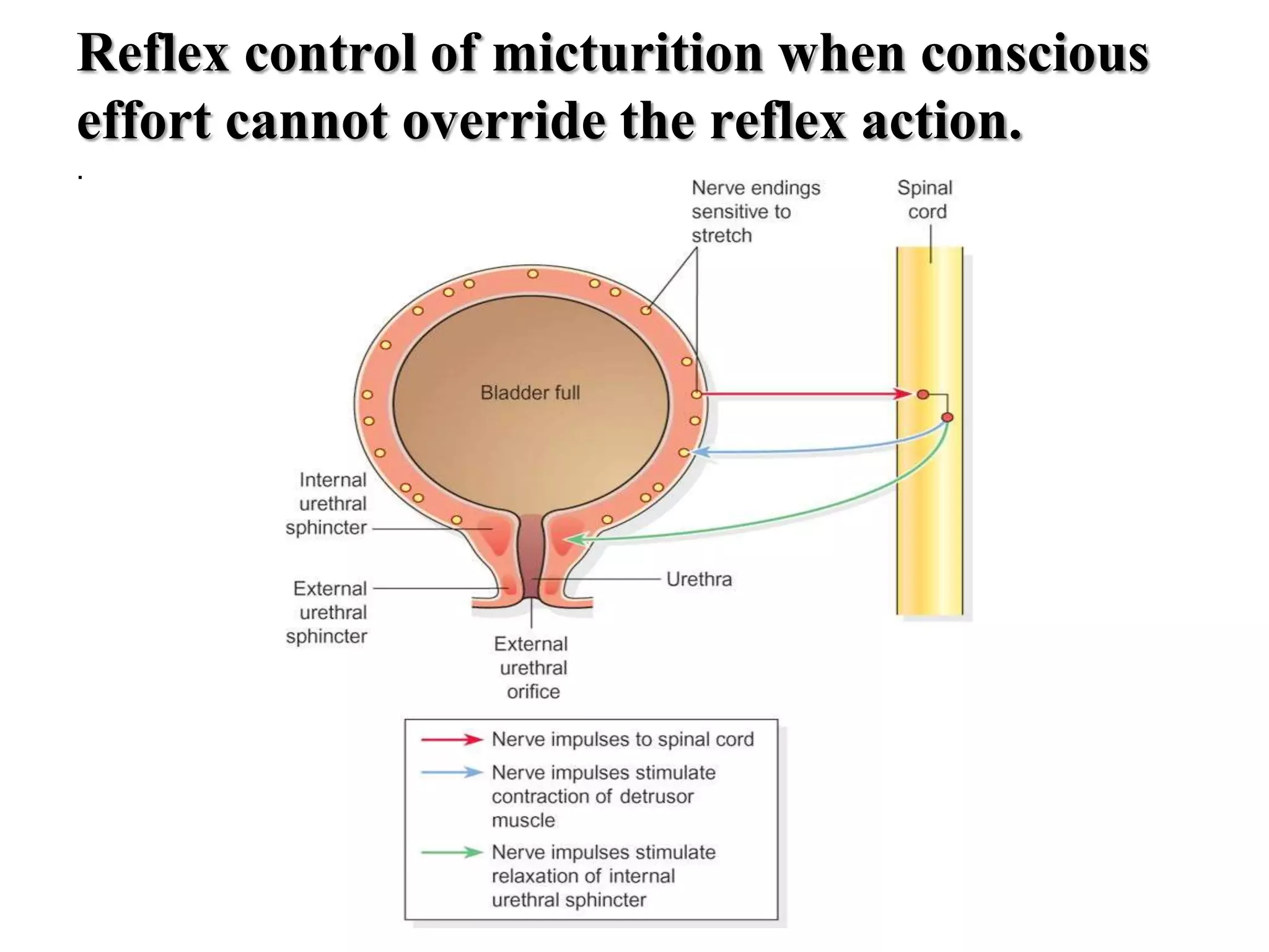 Reflex control of micturition when conscious
effort cannot override the reflex action.
.
 