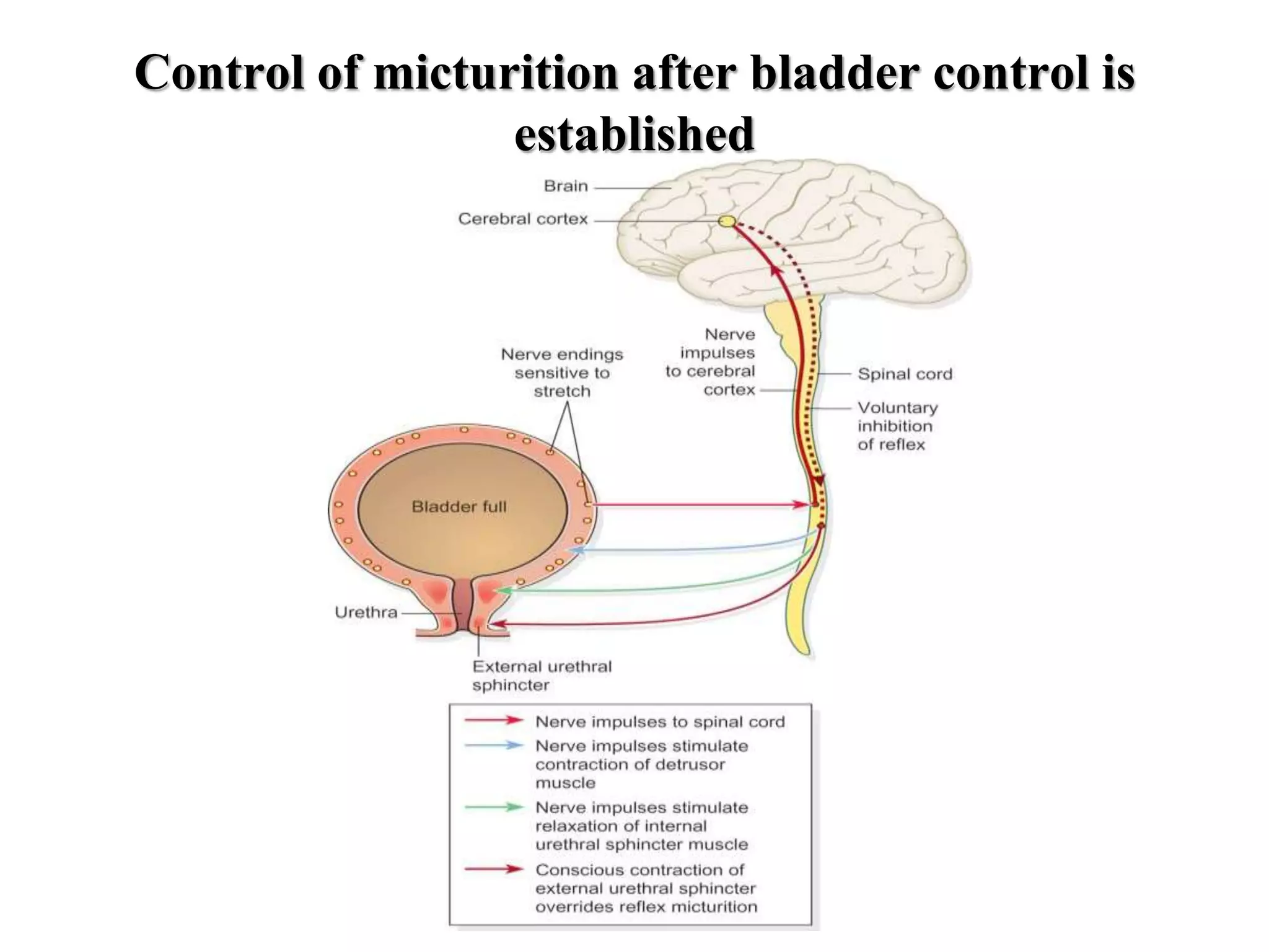Control of micturition after bladder control is
established
 