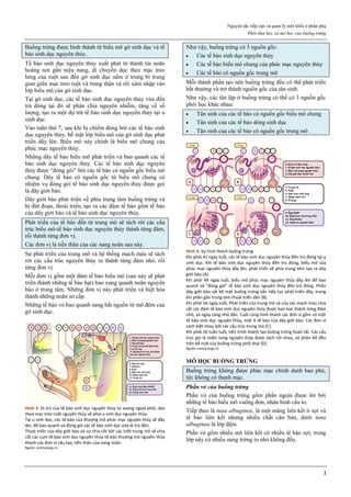 Nguyên tắc tiếp cận và quản lý một khối ở phần phụ
Phôi thai học và mô học của buồng trứng
2
Buồng trứng được hình thành từ biểu mô gờ sinh dục và tế
bào sinh dục nguyên thủy.
Tế bào sinh dục nguyên thủy xuất phát từ thành túi noãn
hoàng nơi gần niệu nang, di chuyển dọc theo mạc treo
lưng của ruột sau đến gờ sinh dục nằm ở trung bì trung
gian giữa mạc treo ruột và trung thận và rồi xâm nhập vào
lớp biểu mô của gờ sinh dục.
Tại gờ sinh dục, các tế bào sinh dục nguyên thủy vừa đến
trú đóng tại đó sẽ phân chia nguyên nhiễm, tăng về số
lượng, tạo ra một dự trữ tế bào sinh dục nguyên thủy tại u
sinh dục.
Vào tuần thứ 7, sau khi bị chiếm đóng bởi các tế bào sinh
dục nguyên thủy, bề mặt lớp biểu mô của gờ sinh dục phát
triển dầy lên. Biểu mô này chính là biểu mô chung của
phúc mạc nguyên thủy.
Những dây tế bào biểu mô phát triển và bao quanh các tế
bào sinh dục nguyên thủy. Các tế bào sinh dục nguyên
thủy được “đóng gói” bởi các tế bào có nguồn gốc biểu mô
chung. Dây tế bào có nguồn gốc từ biểu mô chung có
nhiệm vụ đóng gói tế bào sinh dục nguyên thủy được gọi
là dây giới bào.
Dây giới bào phát triển về phía trung tâm buồng trứng và
bị đứt đoạn, thoái triển, tạo ra các đám tế bào gồm tế bào
của dây giới bào và tế bào sinh dục nguyên thủy.
Phát triển của tế bào đến từ trung mô sẽ tách rời các cấu
trúc biểu mô-tế bào sinh dục nguyên thủy thành từng đám,
rồi thành từng đơn vị.
Các đơn vị là tiền thân của các nang noãn sau này.
Sự phát triển của trung mô và hệ thống mạch máu sẽ tách
rời các cấu trúc nguyên thủy ra thành từng đám nhỏ, rồi
từng đơn vị.
Mỗi đơn vị gồm một đám tế bào biểu mô (sau này sẽ phát
triển thành những tế bào hạt) bao xung quanh noãn nguyên
bào ở trung tâm. Những đơn vị này phát triển và biệt hóa
thành những noãn sơ cấp.
Những tế bào vỏ bao quanh nang bắt nguồn từ mô đệm của
gờ sinh dục.
Hình 3: Di trú của tế bào sinh dục nguyên thủy từ xoang ngoài phôi, dọc
theo mạc treo ruột nguyên thủy về phía ụ sinh dục nguyên thủy
Tại u sinh dục, các tế bào của thượng mô phúc mạc nguyên thủy sẽ dầy
lên, để bao quanh và đóng gói các tế bào sinh dục vừa di trú đến.
Thoái triển của dây giới bào và sự chia cắt bởi các lưỡi trung mô sẽ chia
cắt các cụm tế bào sinh dục nguyên thủy-tế bào thượng mô nguyên thủy
thành các đơn vị cấu tạo, tiền thân của nang noãn.
Nguồn: embryology.ch
Như vậy, buồng trứng có 3 nguồn gốc:
 Các tế bào sinh dục nguyên thủy
 Các tế bào biểu mô chung của phúc mạc nguyên thủy
 Các tế bào có nguồn gốc trung mô
Mỗi thành phần tạo nên buồng trứng đều có thể phát triển
bất thường và trở thành nguồn gốc của tân sinh.
Như vậy, các tân lập ở buồng trứng có thể có 3 nguồn gốc
phôi học khác nhau:
 Tân sinh của các tế bào có nguồn gốc biểu mô chung
 Tân sinh của các tế bào dòng sinh dục
 Tân sinh của các tế bào có nguồn gốc trung mô
Hình 4: Sự hình thành buồng trứng
Khi phôi 41 ngày tuổi, các tế bào sinh dục nguyên thủy đến trú đóng tại ụ
sinh dục. Khi tế bào sinh dục nguyên thủy đến trú đóng, biểu mô của
phúc mạc nguyên thủy dầy lên, phát triển về phía trung tâm tạo ra dây
giới bào (A).
Khi phôi 49 ngày tuổi, biểu mô phúc mạc nguyên thủy dầy lên để bao
quanh và “đóng gói” tế bào sinh dục nguyên thủy đến trú đóng. Phần
dây giới bào sát bề mặt buồng trứng vẫn tiếp tục phát triển dầy, trong
khi phần gần trung tâm thoái triển dần (B).
Khi phôi 56 ngày tuổi, Phát triển của trung mô và của các mạch máu chia
cắt các đám tế bào sinh dục nguyên thủy được bao bọc thành từng đám
nhỏ, và ngày càng nhỏ dần. Cuối cùng hình thành các đơn vị gồm có một
tế bào sinh dục nguyên thủy, một ít tế bào của dây giới bào. Các đơn vị
cách biệt nhau bởi các cấu trúc trung mô (C).
Khi phôi 20 tuần tuổi, tiến trình thành tạo buồng trứng hoàn tất. Các cấu
trúc gọi là noãn nang nguyên thủy được tách rời nhau, và phân bố đều
trên bề mặt của buồng trứng phôi thai (D).
Nguồn: embryology.ch
MÔ HỌC BUỒNG TRỨNG
Buồng trứng không được phúc mạc chính danh bao phủ,
tức không có thanh mạc.
Phần vỏ của buồng trứng
Phần vỏ của buồng trứng gồm phần ngoài được lót bởi
những tế bào biểu mô vuông đơn, nhân hình cầu to.
Tiếp theo là tuna albuginea, là một màng liên kết ít sợi và
tế bào liên kết nhưng nhiều chất căn bản, dưới tuna
albuginea là lớp đệm.
Phần vỏ gồm nhiều mô liên kết có nhiều tế bào sợi, trong
lớp này có nhiều nang trứng to nhỏ không đều.
 