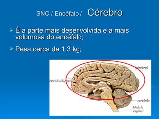 SNC / Encéfalo /   Cérebro
 É a parte mais desenvolvida e a mais
 volumosa do encéfalo;
 Pesa cerca de 1,3 kg;
 
