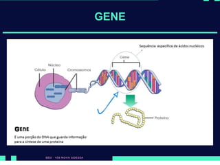 GENE
 