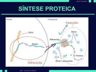 ut
SÍNTESE PROTEICA
Transcrição Tradução
Núcleo
O gene é transcrito
em RNAm
Citoplasma
RNAm sai do núcleo, encontra
o ribossomo, RNAt e se
transforma em proteína
 