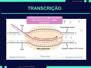 ut
TRANSCRIÇÃO
A polymerase vai se ligar em nosso
DNA até encontrar a região
promotora.
 