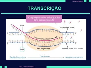 ut
TRANSCRIÇÃO
DNA – Dupla fita
Bases nitrogenadas: AT TA | CG GC
A polymerase vai se ligar em nosso
DNA até encontrar a região
promotora.
A região promotora indica que um
gene está começando
 