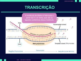 ut
TRANSCRIÇÃO
DNA – Dupla fita
Bases nitrogenadas: AT TA | CG GC
A polymerase vai se ligar em nosso
DNA até encontrar a região
promotora.
A região promotora indica que um
gene está começando
Quando o RNA polymerase encontra a
região promotora, ela abre o DNA e
umas das fitas sevirá como fita molde.
Ele irá percorrer o DNA e vai pegando
bases nitrogenadas que estão livres no
núcleo e unindo a fita de RNAm.
RNA não possui timina, mas sim
uracila:
AU | CG
A molécula de RNAm é fabricada a
partir da 5’ e 3’ linha, que são as
ligações carbônicas dessa molécula.
 