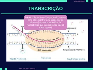 ut
TRANSCRIÇÃO
DNA – Dupla fita
Bases nitrogenadas: AT TA | CG GC
A polymerase vai se ligar em nosso
DNA até encontrar a região
promotora.
A região promotora indica que um
gene está começando
Quando o RNA polymerase encontra a
região promotora, ela abre o DNA e
umas das fitas sevirá como fita molde.
Ele irá percorrer o DNA e vai pegando
bases nitrogenadas que estão livres no
núcleo e unindo a fita de RNAm.
RNA não possui timina, mas sim
uracila:
AU | CG
A molécula de RNAm é fabricada a
partir da 5’ e 3’ linha, que são as
ligações carbônicas dessa molécula.
O RNA polymerase vai seguir lendo o nosso
gene até encontrar uma sequência de
término (sequência específica de
nucleotídeos que está indicando que ali
acaba o gene).
 
