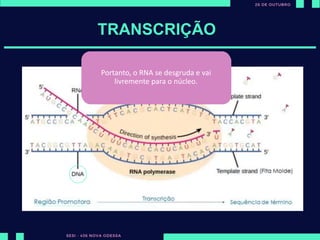 ut
TRANSCRIÇÃO
DNA – Dupla fita
Bases nitrogenadas: AT TA | CG GC
A polymerase vai se ligar em nosso
DNA até encontrar a região
promotora.
A região promotora indica que um
gene está começando
Quando o RNA polymerase encontra a
região promotora, ela abre o DNA e
umas das fitas sevirá como fita molde.
Ele irá percorrer o DNA e vai pegando
bases nitrogenadas que estão livres no
núcleo e unindo a fita de RNAm.
RNA não possui timina, mas sim
uracila:
AU | CG
A molécula de RNAm é fabricada a
partir da 5’ e 3’ linha, que são as
ligações carbônicas dessa molécula.
O RNA polymerase vai seguir lendo o nosso
gene até encontrar uma sequência de
término (sequência específica de
nucleotídeos que está indicando que ali
acaba o gene).
Portanto, o RNA se desgruda e vai
livremente para o núcleo.
 