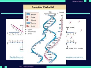 ut
TRANSCRIÇÃO
DNA – Dupla fita
Bases nitrogenadas: AT TA | CG GC
A polymerase vai se ligar em nosso
DNA até encontrar a região
promotora.
A região promotora indica que um
gene está começando
Quando o RNA polymerase encontra a
região promotora, ela abre o DNA e
umas das fitas sevirá como fita molde.
Ele irá percorrer o DNA e vai pegando
bases nitrogenadas que estão livres no
núcleo e unindo a fita de RNAm.
RNA não possui timina, mas sim
uracila:
AU | CG
A molécula de RNAm é fabricada a
partir da 5’ e 3’ linha, que são as
ligações carbônicas dessa molécula.
O RNA polymerase vai seguir lendo o nosso
gene até encontrar uma sequência de
término (sequência específica de
nucleotídeos que está indicando que ali
acaba o gene).
Portanto, o RNA se desgruda e vai
livremente para o núcleo.
 