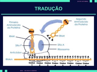 Todos as proteínas
dos seres vivos são
formadas a partir
de 20 aminoácidos.
TRADUÇÃO
 