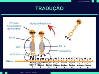 Todos as proteínas
dos seres vivos são
formadas a partir
de 20 aminoácidos.
TRADUÇÃO
 