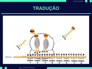 Todos as proteínas
dos seres vivos são
formadas a partir
de 20 aminoácidos.
TRADUÇÃO
 