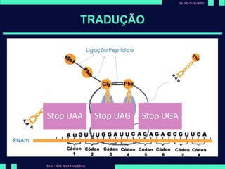 Todos as proteínas
dos seres vivos são
formadas a partir
de 20 aminoácidos.
TRADUÇÃO
Stop UAA Stop UAG Stop UGA
 