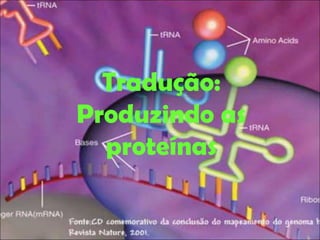 Tradução: Produzindo as proteínas 