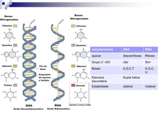 características DNA RNA
açúcar desoxirribose Ribose
Grupo 2‟ -OH não Sim
Bases A,G,C,T A,G,C,
U
Estrutura
secundária
Dupla helice
Estabilidade estável instável
 