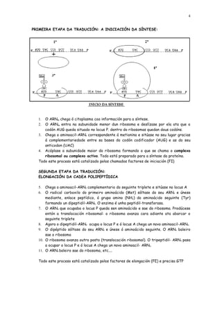 4


PRIMEIRA ETAPA DA TRADUCIÓN: A INICIACIÓN DA SÍNTESE:




  1. O ARNm chega ó citoplasma coa información para a síntese.
  2. O ARNm entra na subunidade menor dun ribosoma e deslízase por ela ata que o
     codón AUG queda situado no locus P. dentro do ribosomas quedan dous codóns.
  3. Chega o aminoacil-ARNt correspondente á metionina e sitúase no seu lugar gracias
     á complementariedade entre sa bases do codón codificador (AUG) e as do seu
     anticodon (UAC)
  4. Acóplase a subunidade maior do ribosoma formando o que se chama o complexo
     ribosomal ou complexo activo. Todo está preparado para a síntese da proteína.
  Todo este proceso está catalizado polos chamados factores de iniciación (FI)

  SEGUNDA ETAPA DA TRADUCIÓN:
  ELONGACIÓN DA CADEA POLIPEPTÍDICA

  5.  Chega o aminoacil-ARNt complementario do seguinte triplete e sitúase no locus A
  6.  O radical carboxilo do primeiro aminoácido (Met) sóltase do seu ARNt e únese
      mediante, enlace peptídico, ó grupo amino (NH2) do aminoácido seguinte (Tyr)
      formando un dipeptidil-ARNt. O enzima é unha peptidil-transferasa.
  7. O ARNt que ocupaba o locus P queda sen aminoácido e sae do ribosoma. Prodúcese
      entón a translocación ribosomal: o ribosoma avanza cara adiante ata abarcar o
      seguinte triplete
  8. Agora o dipeptidil-ARNt ocupa o locus P e ó locus A chega un novo aminoacil-ARNt.
  9. O dipéptido sóltase do seu ARNt e únese ó aminoácido seguinte. O ARNt baleiro
      sae o ribosoma
  10. O ribosoma avanza outro posto (translocación ribosomal). O tripeptidil- ARNt pasa
      a ocupar o locus P e ó locus A chega un novo aminoacil- ARNt.
  11. O ARNt baleiro sae do ribosoma, etc....

  Todo este proceso está catalizado polos factores de elongación (FE) e precisa GTP
 