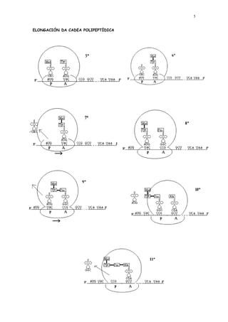 5


ELONGACIÓN DA CADEA POLIPEPTÍDICA
 