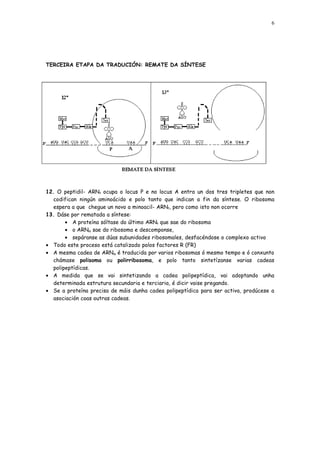 6




TERCEIRA ETAPA DA TRADUCIÓN: REMATE DA SÍNTESE




12. O peptidil- ARNt ocupa o locus P e no locus A entra un dos tres tripletes que non
  codifican ningún aminoácido e polo tanto que indican a fin da síntese. O ribosoma
  espera a que chegue un novo a minoacil- ARNt, pero como isto non ocorre
13. Dáse por rematada a síntese:
       • A proteína sóltase do último ARNt que sae do ribosoma
       • o ARNm sae do ribosoma e descomponse,
       • sepáranse as dúas subunidades ribosomales, desfacéndose o complexo activo
• Todo este proceso está catalizado polos factores R (FR)
• A mesma cadea de ARNm é traducida por varios ribosomas ó mesmo tempo e ó conxunto
  chámase polisoma ou polirribosoma, e polo tanto sintetízanse varias cadeas
  polipeptídicas.
• A medida que se vai sintetizando a cadea polipeptídica, vai adoptando unha
  determinada estrutura secundaria e terciaria, é dicir vaise pregando.
• Se a proteína precisa de máis dunha cadea polipeptídica para ser activa, prodúcese a
  asociación coas outras cadeas.
 
