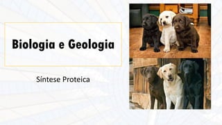 Biologia e Geologia
Síntese Proteica
 
