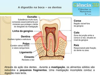A digestão na boca – os dentes


                         Esmalte
             Substância muito dura,
       composta essencialmente por
                                                         Coroa
        minerais que protege o dente                     Região visível fora
         do desgaste da mastigação                       da gengiva

       Linha da gengiva
                                                         Colo
                                                         Zona da junção entre a
                 Dentina                                 coroa e a raiz, situada ao
  Confere rigidez e estrutura                            nível da gengiva
                   Polpa
     Contém vários nervos                                Raiz
      e vasos sanguíneos                                 Responsável pela fixação
                                                         do dente no osso
               Ligamento
                     Cimento
                  Reveste a raiz


Através da ação dos dentes , durante a mastigação, os alimentos sólidos são
reduzidos a pequenos fragmentos. Uma mastigação incompleta conduz a
digestão mais lenta.
 