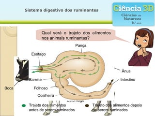 Sistema digestivo dos ruminantes




              Será que o sistema digestivo é igual
               Qual será o trajeto dos alimentos
              em todos os animais?
               nos animais ruminantes?
                                   Pança

         Esófago
           Esófago      Fígado Pâncreas Intestino



                                                           Ânus

        Barrete                                           Intestino

Boca      Folhoso
            Coalheira
                           Estômago
        Trajeto dos alimentos              Trajeto dos alimentos depois
        antes de serem ruminados           de serem ruminados
 