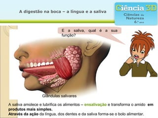 A digestão na boca – a língua e a saliva



                             E a saliva, qual é a sua
                             função?




                  Glândulas salivares

A saliva amolece e lubrifica os alimentos – ensalivação e transforma o amido em
produtos mais simples.
Através da ação da língua, dos dentes e da saliva forma-se o bolo alimentar.
 