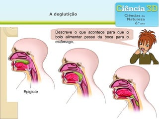 A deglutição



             Descreve o que acontece para que o
             bolo alimentar passe da boca para o
             estômago.




Epiglote
 