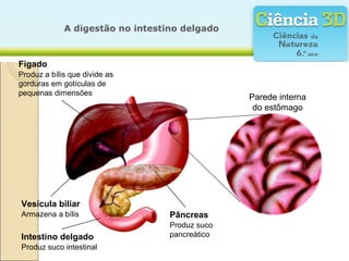 A digestão no intestino delgado



Fígado
Produz a bílis que divide as
gorduras em gotículas de
pequenas dimensões
                                                Parede interna
                                                 do estômago




Vesícula biliar
Armazena a bílis                  Pâncreas
                                  Produz suco
Intestino delgado                 pancreático
Produz suco intestinal
 