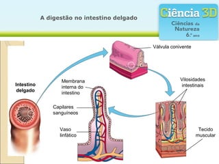 A digestão no intestino delgado
            A digestão no intestino delgado



                                                 Válvula conivente
Intestino                       Válvulas coniventes
 delgado


                   Membrana                                  Vilosidades
Intestino                                                    intestinais
                   interna do
 delgado
                   intestino

                Capilares
                sanguíneos


                  Vaso                                                Tecido
                  linfático                                          muscular
 