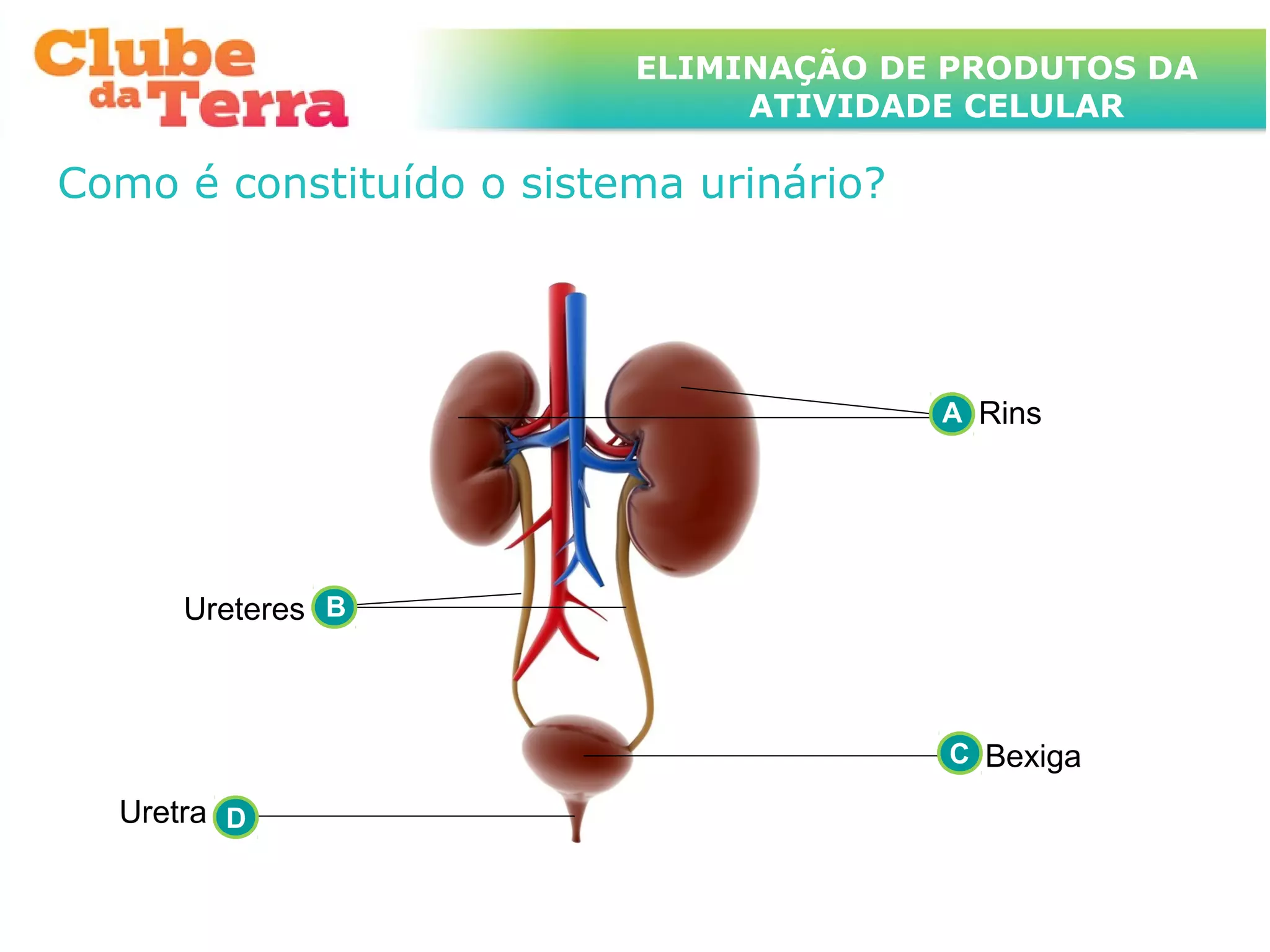 TÍTULO DO ASSUNTO A SER TRATADO
                           ELIMINAÇÃO DE PRODUTOS DA
                      NESTE POWERPOINT QUE TEM UM TÍTULO
                      GRANDE     ATIVIDADE CELULAR

Como é constituído o sistema urinário?




                                          A Rins




      Ureteres B



                                          C Bexiga

  Uretra D
 